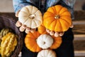 Colorful Pumpkins in Child`s Hands in the Fall, Season Holiday C